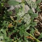 Herniaria incana Flor