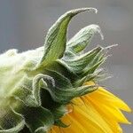 Helianthus giganteus Leaf