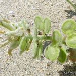 Dithyrea californica Fruchs