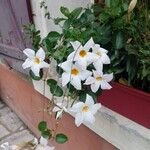 Mandevilla laxaÇiçek