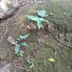 Asplenium hemionitis Habitatea