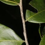 Swartzia simplex Bark