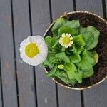Bellis rotundifolia Flower