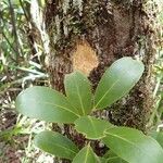 Gastrolepis austrocaledonica Leaf