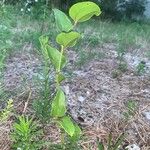 Smilax rotundifolia Fuelha