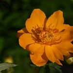 Trollius chinensis फूल