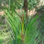 Pinus taeda Leaf