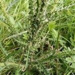 Cirsium palustre Leaf