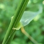 Elymus repens Foglia