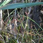 Drosera binata ᱥᱟᱠᱟᱢ