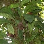 Coelogyne pallida ശീലം