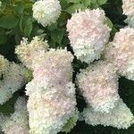 Hydrangea paniculata花