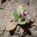 Plantago rhodosperma Pokrój