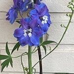 Delphinium elatum Лист