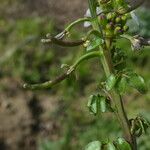 Nasturtium officinale Gyümölcs