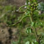 Nasturtium officinale Fruto