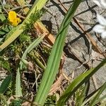 Allium subhirsutum Leaf