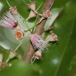 Syzygium cordemoyi Flor