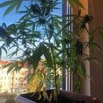 Cannabis sativa (Habit)