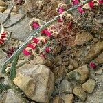 Salmonopuntia salmiana Habit