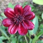 Cosmos atrosanguineus Flower