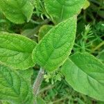 Pentaglottis sempervirens Fuelha