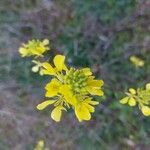 Erucastrum nasturtiifoliumКвітка