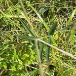 Anthyllis vulneraria Blatt