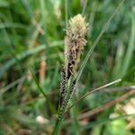 Carex nigra Blüte