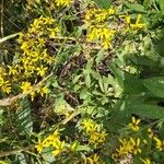 Senecio triangularis Květ