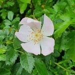 Rosa squarrosa Flower