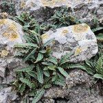 Asplenium ceterach Blatt