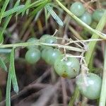 Asparagus densiflorus Fruit