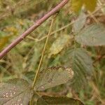 Rubus polonicus Bark