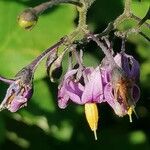 Solanum dulcamara Blüte