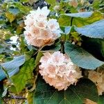 Dombeya burgessiae Цвят