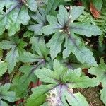 Tiarella cordifolia Liść