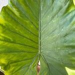 Alocasia macrorrhizos Листок