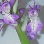 Anacamptis palustris Cvet