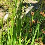 Juncus ensifoliusLehti