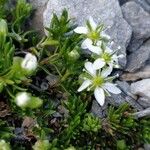 Moehringia ciliata Flower