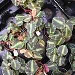 Begonia cleopatrae Lapas