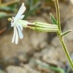 Silene arabica 花