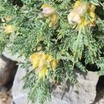 Astragalus creticus Kvet