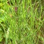 Equisetum palustreLeaf