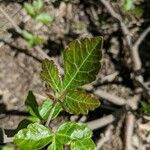 Rhus aromatica Hoja