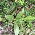 Orchis × spuria পাতা