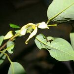 Annona papilionella Owoc