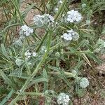 Cryptantha clevelandii Flower