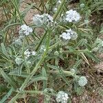 Cryptantha clevelandii Květ